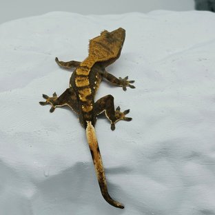 100%헷아잔틱