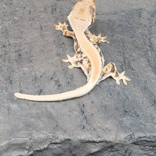 세리베이비