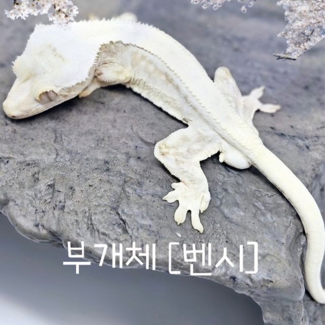 릴리100%헷아잔틱