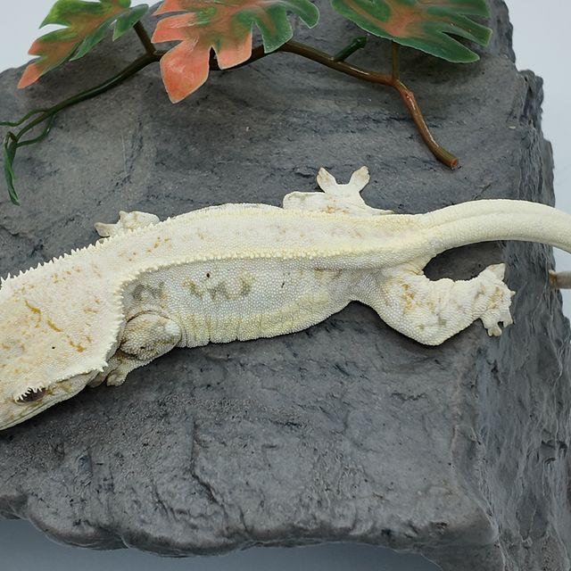 릴리100%헷아잔틱