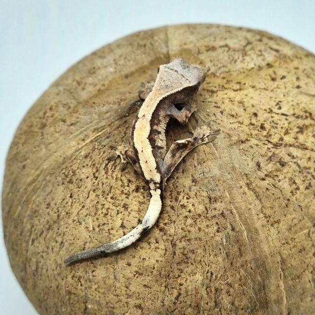 세이블