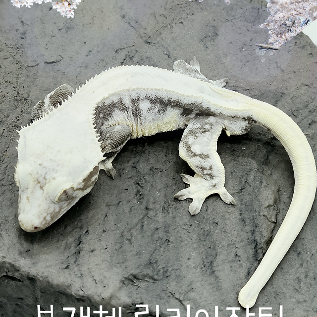 릴잔틱
