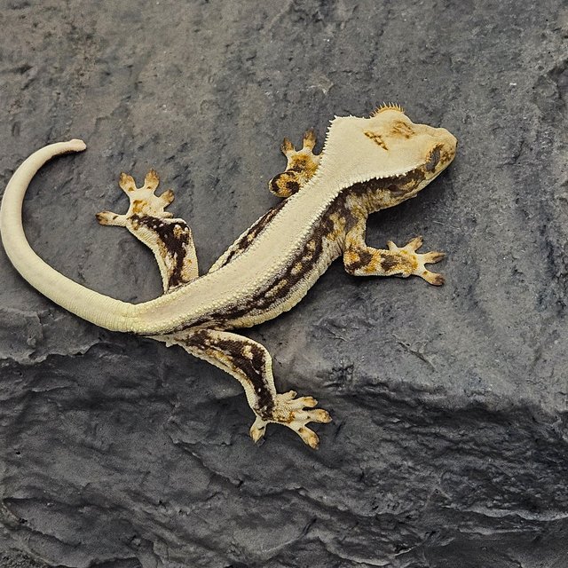 릴리화이트 솔리드백