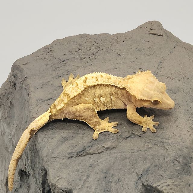 100%헷아잔틱 크림시클