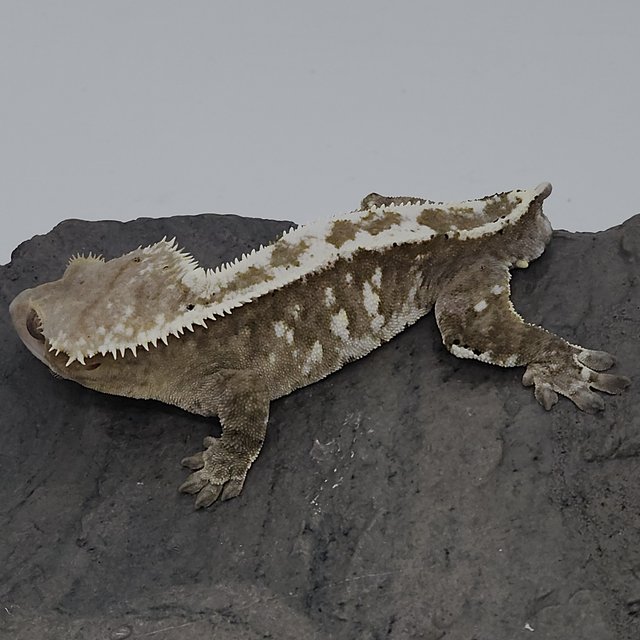 아잔틱