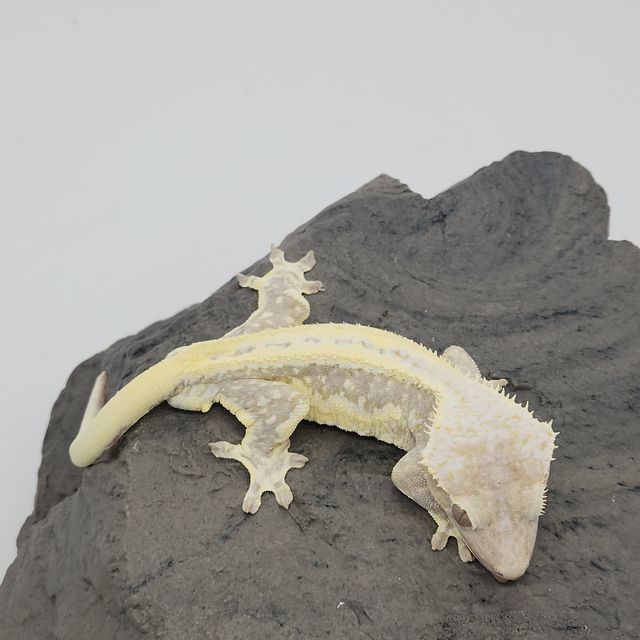 릴잔틱