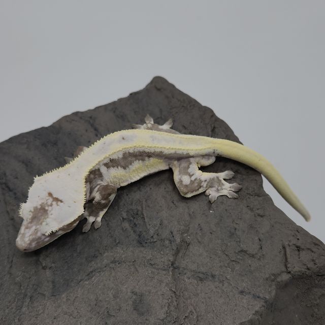 릴잔틱
