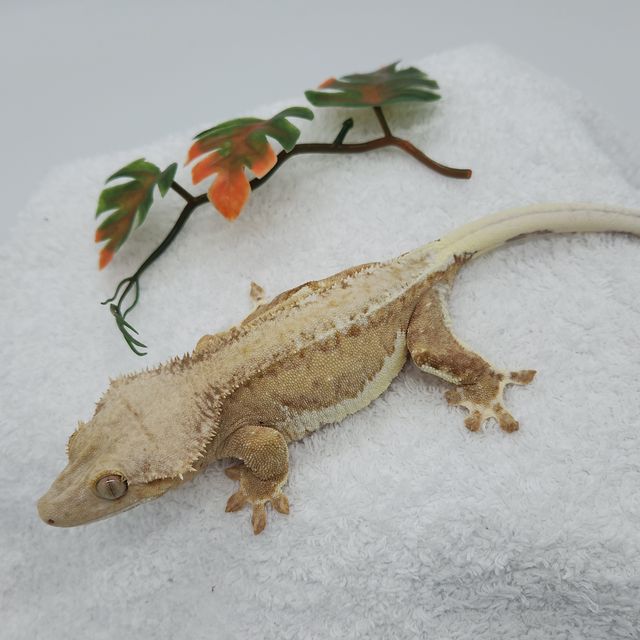 릴리100%헷아잔틱 팬텀