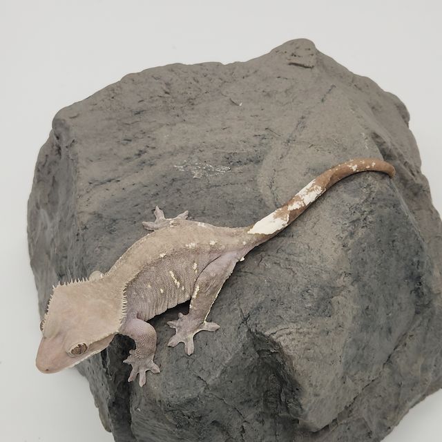 아잔틱