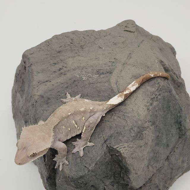 아잔틱