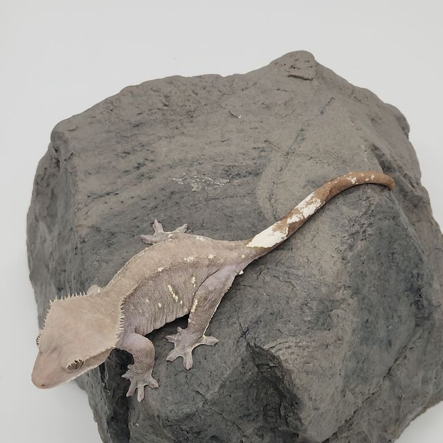 아잔틱
