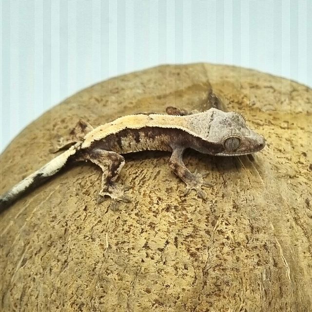 세이블