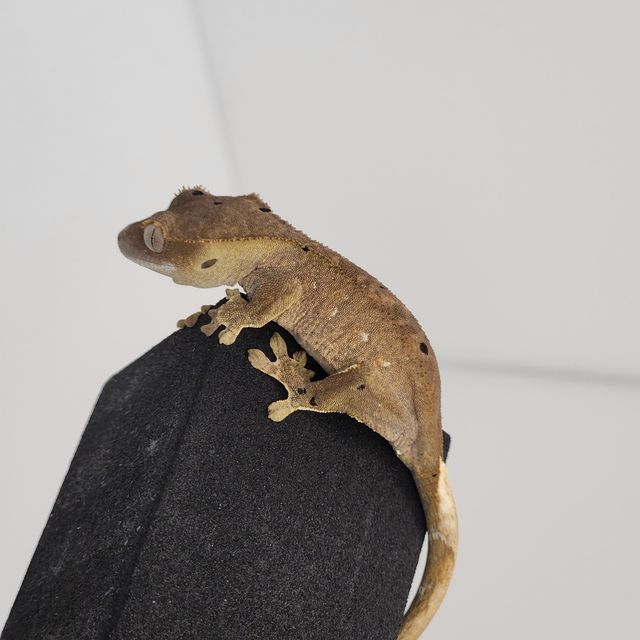 달마시안