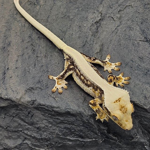 릴리화이트 솔리드백