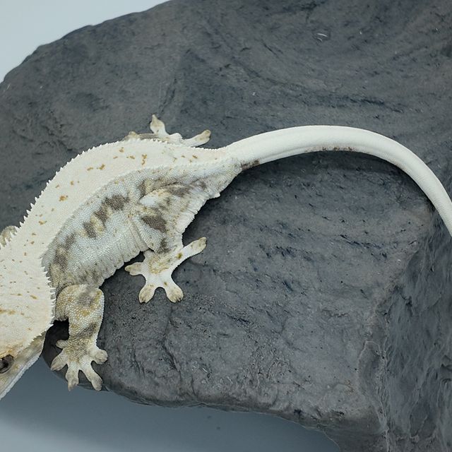 릴리100%헷아잔틱