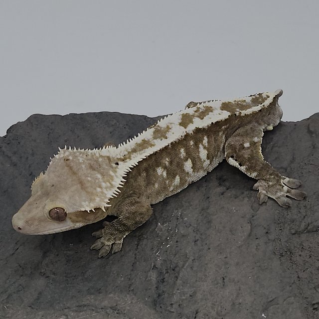 아잔틱