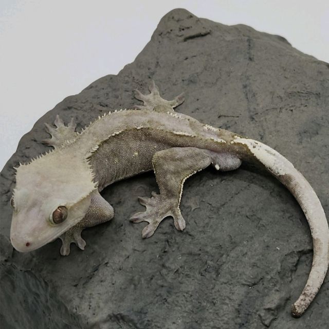 아잔틱