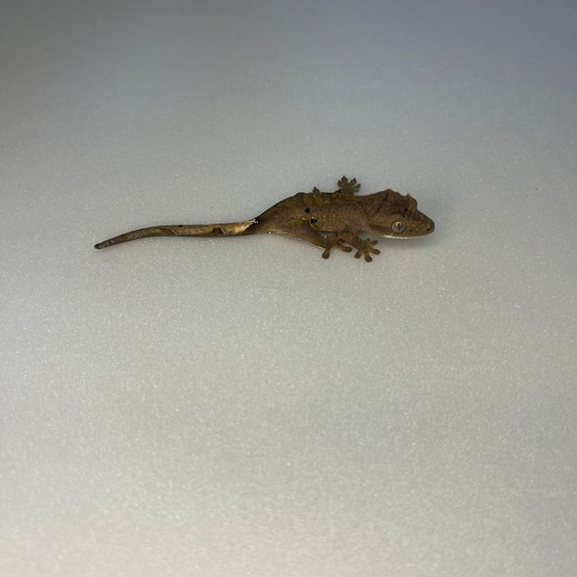 달마시안