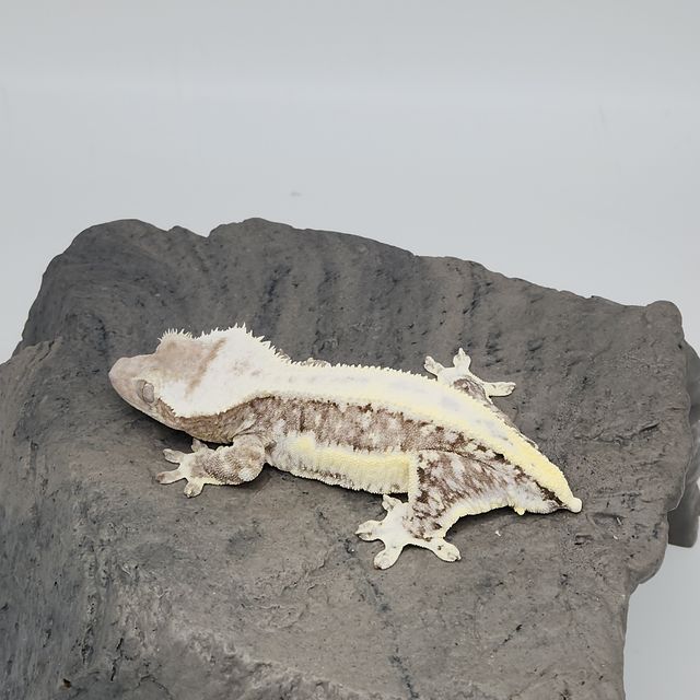릴잔틱