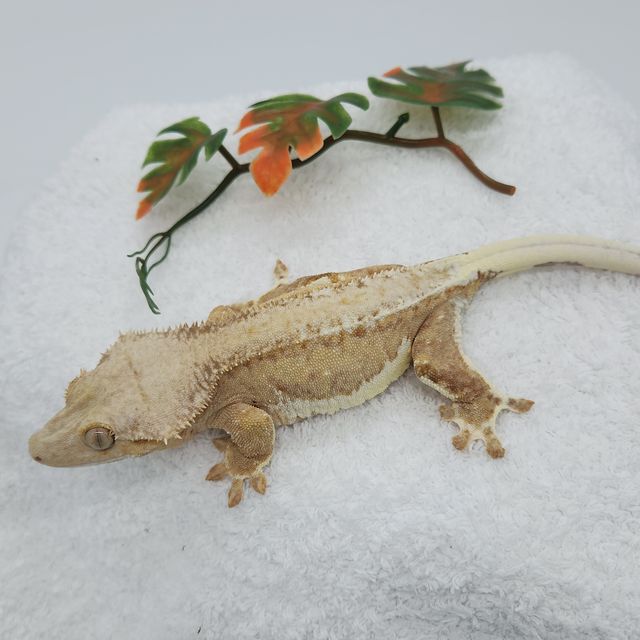 릴리100%헷아잔틱 팬텀