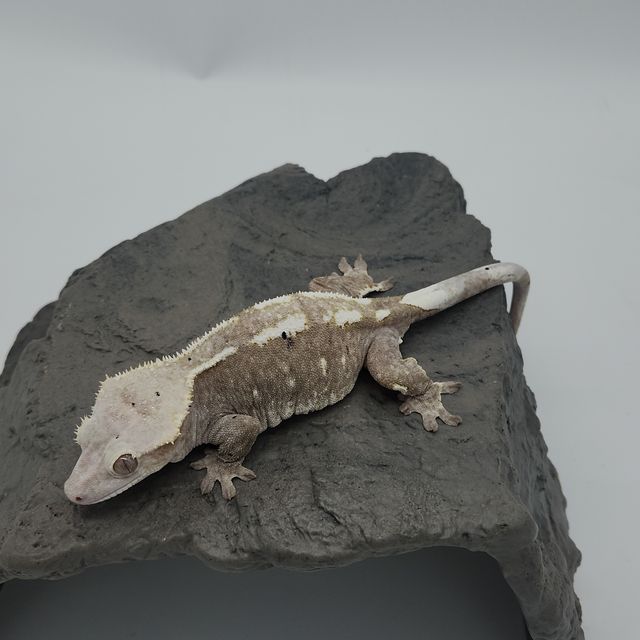 아잔틱