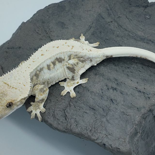 릴리100%헷아잔틱