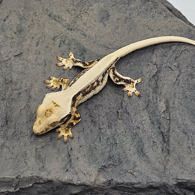 릴리화이트 솔리드백