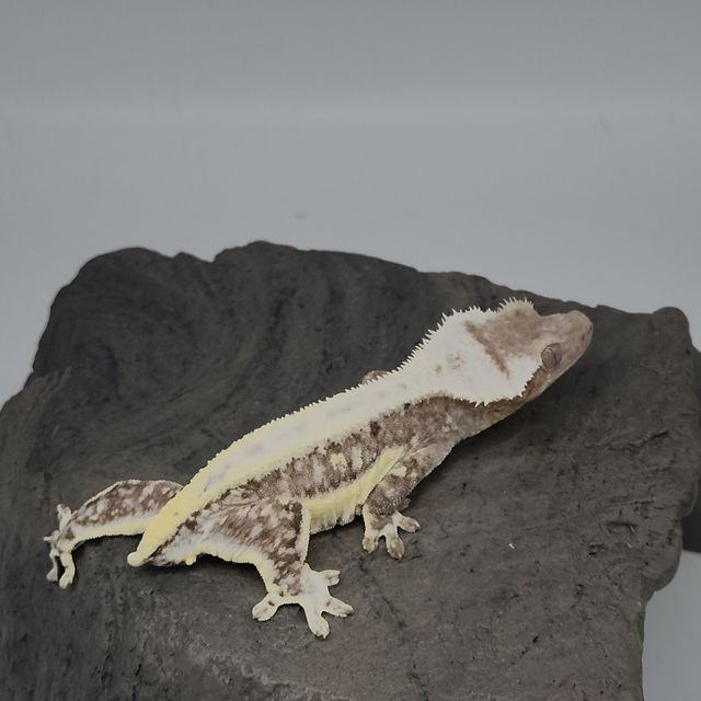 릴잔틱