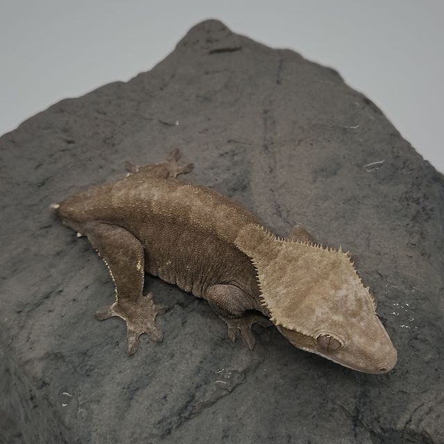 아잔틱 알티 챠콜