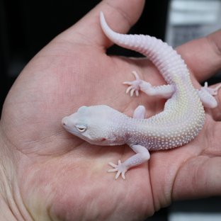 스노우 화이트 블랙나이트