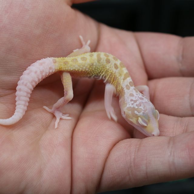 벨 이클립스 머피 패턴리스