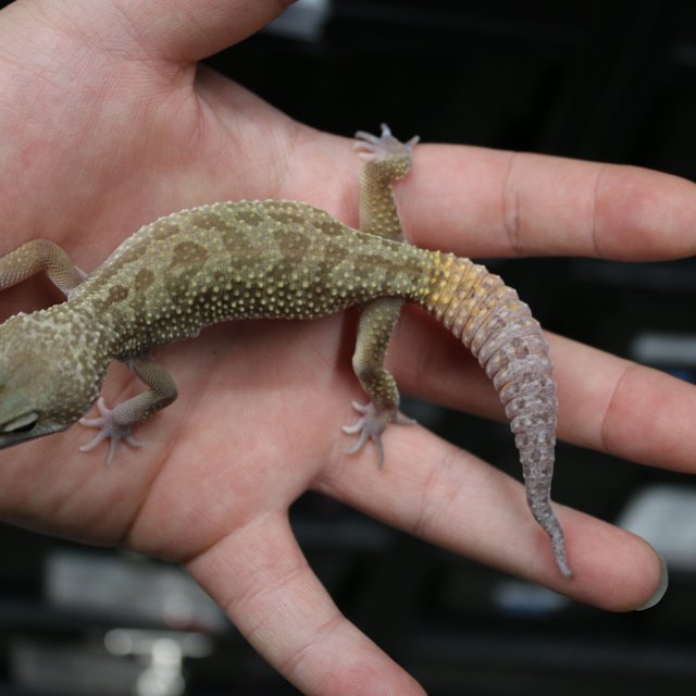 블랙나이트 머피 패턴리스