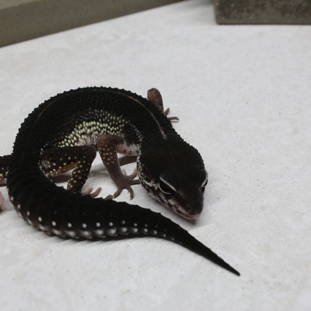 스노우 블랙나이트