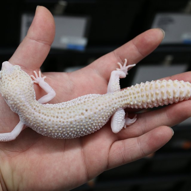 슈퍼스노우 이클립스 벨 W&Y