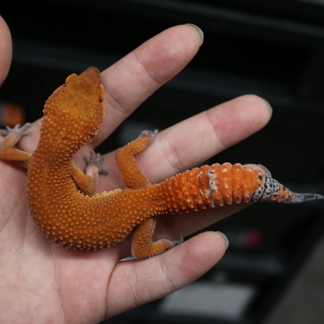 블러드 만다린 다크