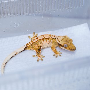 트라이