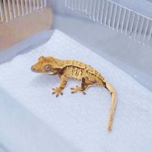 트라이