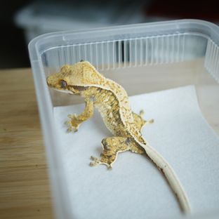 트라이