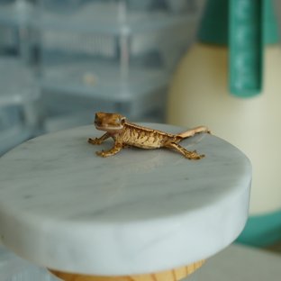 트라이