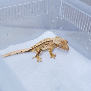 트라이