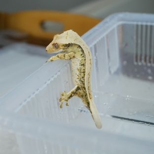 트라이