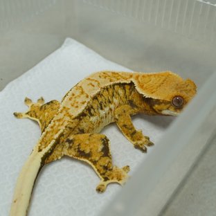 트라이