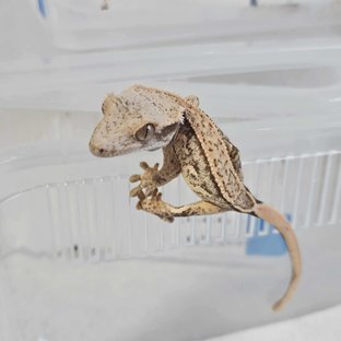 트라이