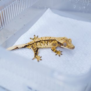 트라이