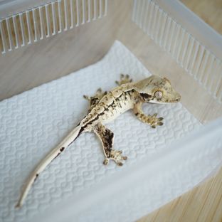 트라이