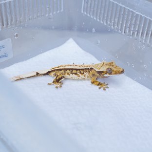 트라이 핀스트라이프