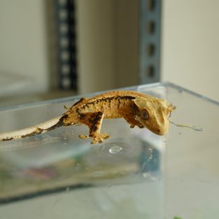트라이
