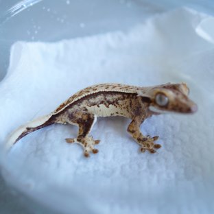 트라이