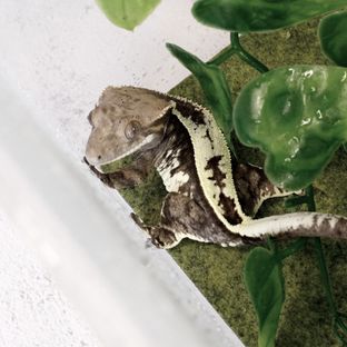 쇼콜라