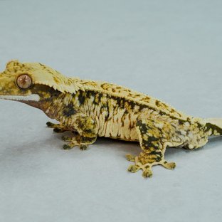 트라이 화이트스팟